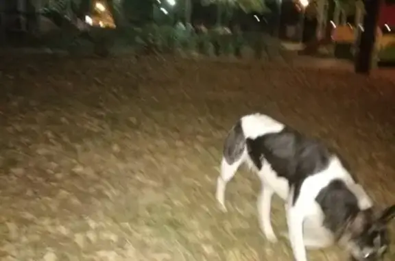 Найдена собака, Москва, фото: Потерянная собака в Москве, рн 4я гор больница