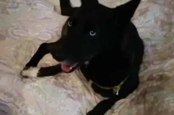 Найдена собака в Колпино, СПб с голубыми глазами и желтым ошейником