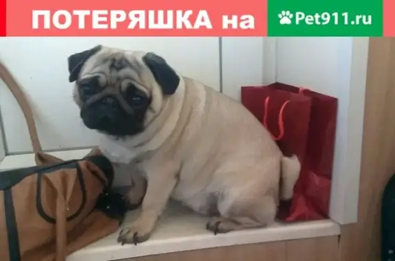 Пропала собака в Сафоново-1, Мурм.обл.