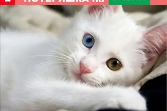 Пропал котенок в Мичуринске, белый с разными глазами!