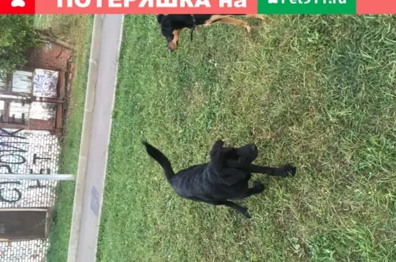 Найден щенок черного окраса в Москве