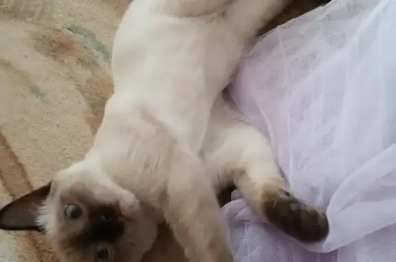 Пропала Сиамская кошка в Шахтах, Ростовская область