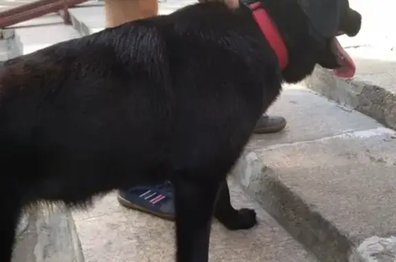 Найдена собака в Реутове, ул. Победы