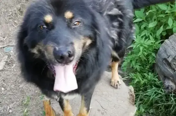 Пропала собака Рекс в Лузе, Кировская область