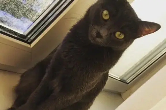 Кошки потеряшки, Санкт-Петербург, фото: Потеряшка беременная кошка на Привокзальной площади 5а к3