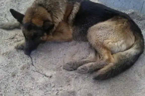 Найдена старая собака возле леса в Березниках