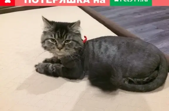 Пропал кот Мурзик в Новочеркасске, район Ермака 97а