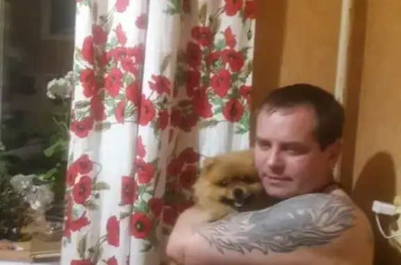 Собаки потеряшки, Москва, фото: Потеряшка собака в Москве - помогите найти!