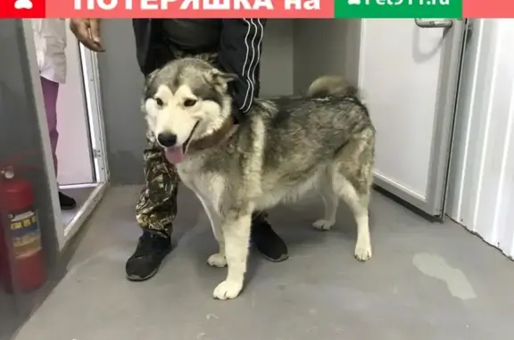 Найдена собака МАЛАМУТ/ХАСКИ в Богослово, Щелковский район
