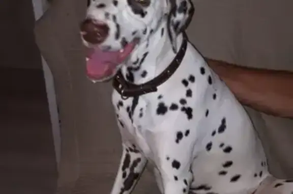 Собака найдена на Калинина во Владивостоке