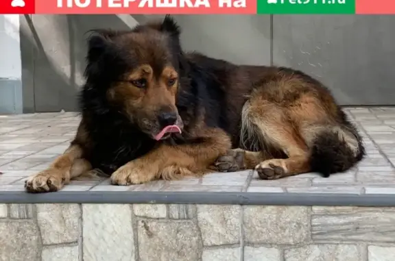 Найден пёс в Москве, район Ясенево, ждем хозяина!