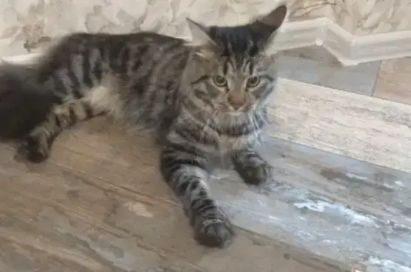 Найдена домашняя кошка на Инженерной ул.