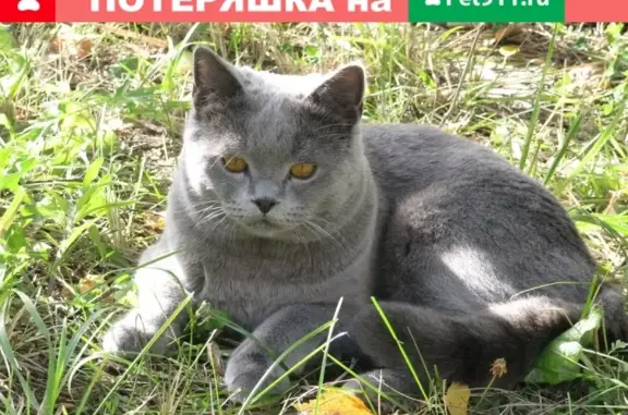 Пропал кот (Степановка-Южные ворота)