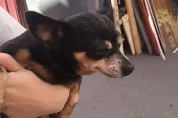 Найдена собака в Ростове-на-Дону, ищем хозяина