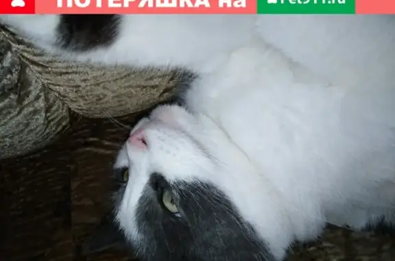 Кошки потеряшки, Москва, фото: Потеряшка кошка Муся в Москве