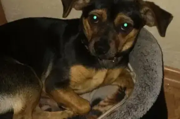 Потерянные животные Томск, фото: Пропала той терьер на улице Пастера, 2В