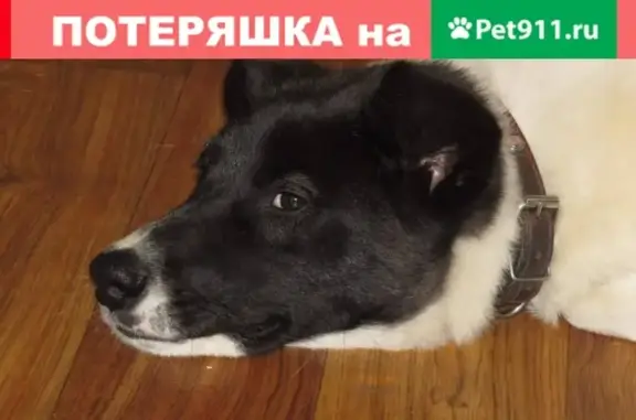 Найдена собака в Иркутске, Первомайский район