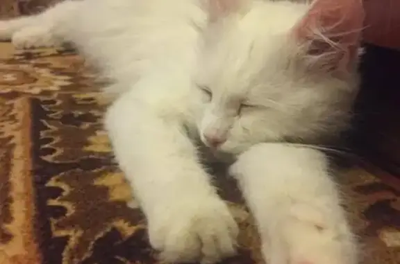 Найдена кошка в Домодедово на текстильщиков 29