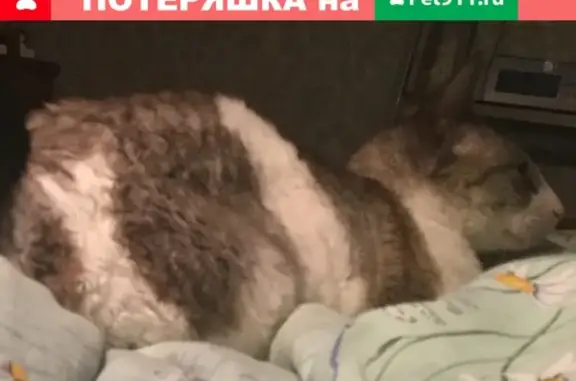 Пропала кошка в посёлке Абрамцево, Московская обл.