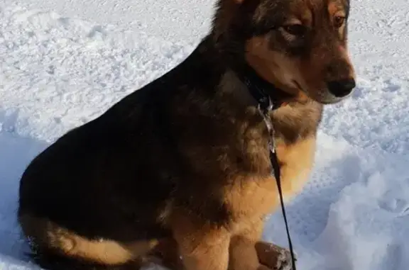 Пропала собака Барса на улице Милицейской