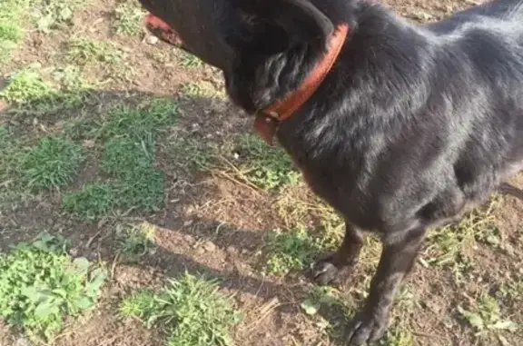 Найдена собака метис лабрадора на Ярцевской - Ельнинской, Москва