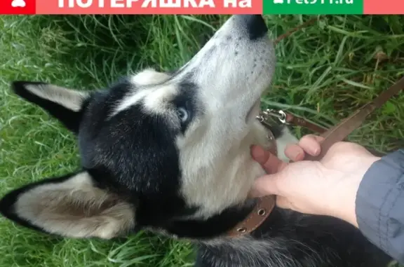 Собака найдена в Сергиевом Посаде.