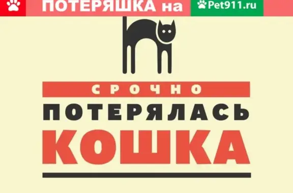 Пропала кошка на Макарова 8 в Ставрополе