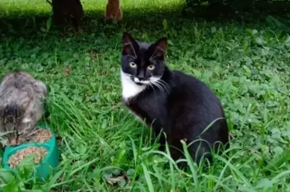 Найдена кошка в Красногвардейском районе СПб