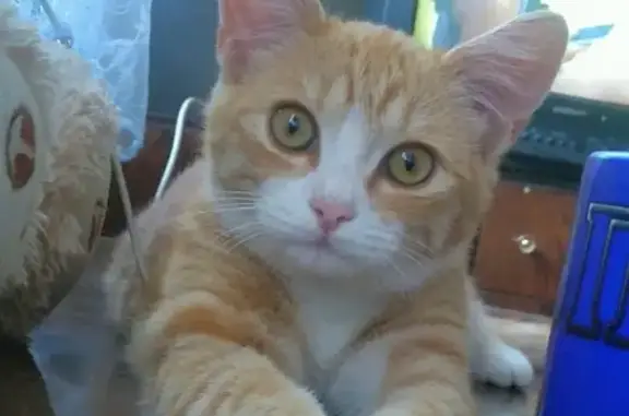 Кошки потеряшки, Болхов, фото: Потеряшка кошка на ул. Свердловская 98, рыжо-белого окраса.