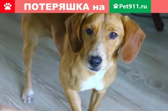 Найдена собака на ул. Донская, ищем хозяина
