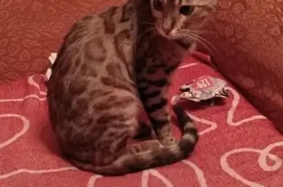 Найдена Бенгальская кошка в Клин.
