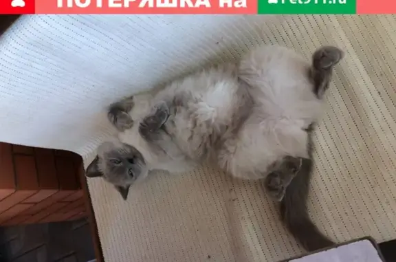 Пропала кошка с красным ошейником в Таганроге