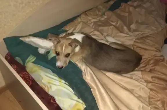 Пропала собака Миша в Симферопольском районе