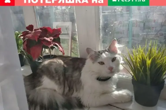 Пропала кошка Моня на ул. Новая, Таганрог.