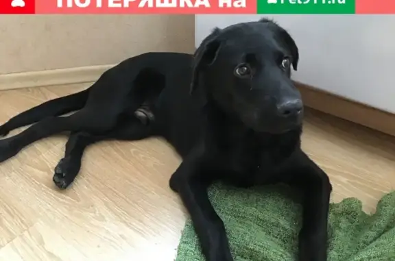 Собака-лабрадор найдена на Большой Очаковской!