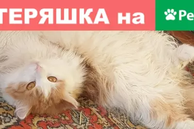 Пропал кот Барсик с пр. Ленинградский 21,25-27, помогите найти!