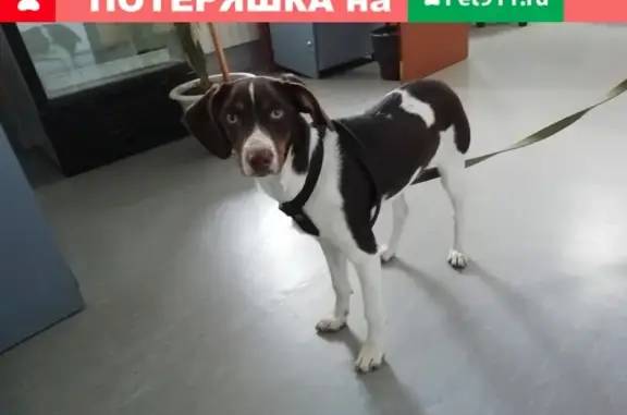 Найдена собака в Новоандреевке