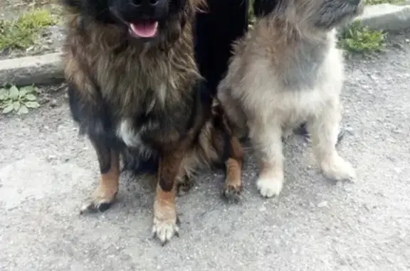 Найдены 2 собаки (Юго-запад, Екатеринбург)