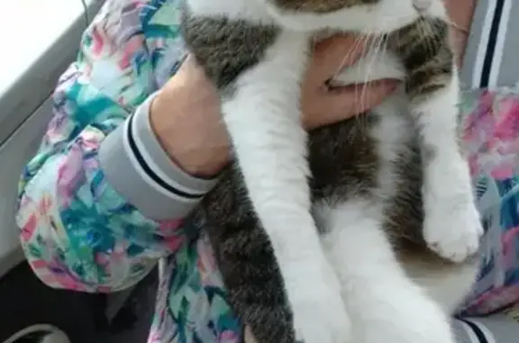 Найдена кошка на ул. Согласия, Калининград