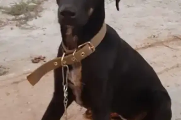 Пропала собака в Новороссийске, Щенок 6мес, черный окрас.