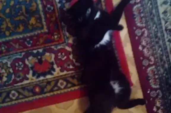 Объявления о пропавших и найденных животных, Новосибирск, фото: Пропала кошка Буся в Новосибирске