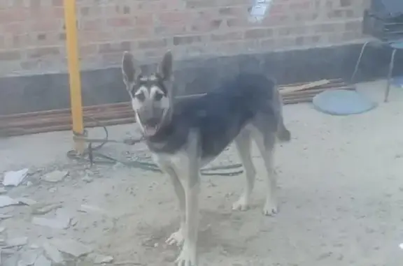 Найдена собака породы Европейская овчарка в г. Батайск, ищем хозяина!
