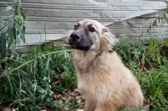Найден травмированный щенок в Череповце, нужна передержка