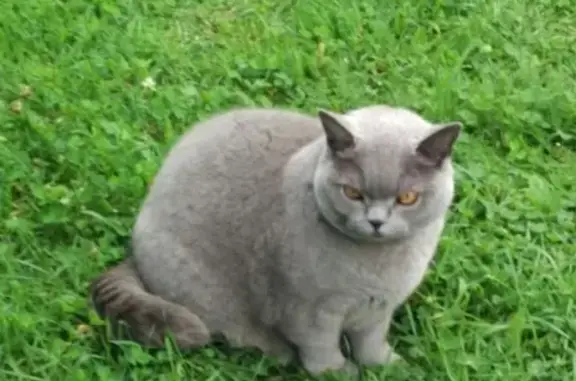 Пропала серая британская кошка в деревне Жабицы