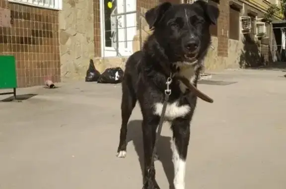 Найдена ухоженная собака в районе Щукинская, метис мальчик около 3 лет