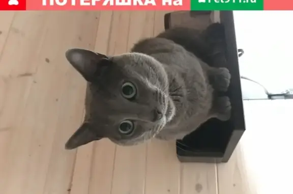 Кошки потеряшки, Москва, фото: Потеряшка кошка в деревне Лопатино, Москва