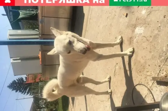 Собака найдена в Энгельсе, Саратовская обл.