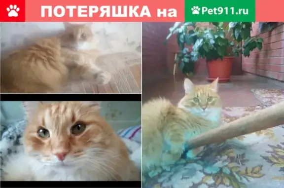 Пропал кот в районе станции Юматово, Республика Башкортостан