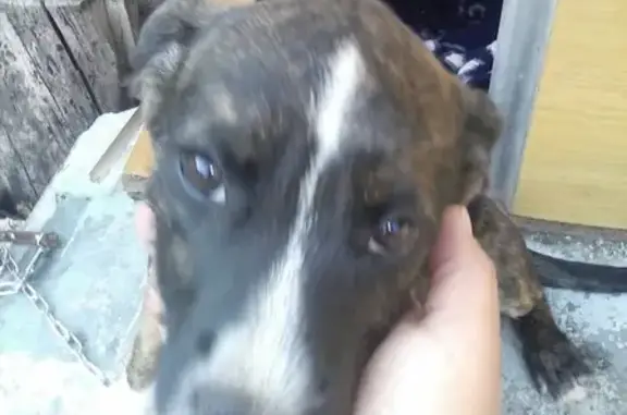 Собака найдена рядом с поликлиникой №4 в Ставрополе