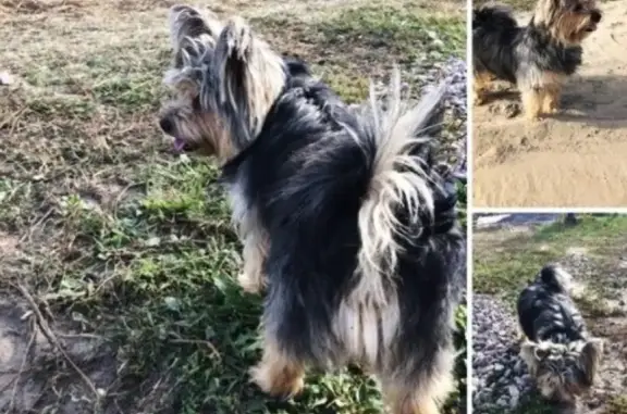Пропала собака Патрик в Всеволожском районе, ЛО.
